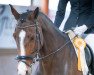 dressage horse Lollypop 82 (Oldenburg, 2013, from Lingh)