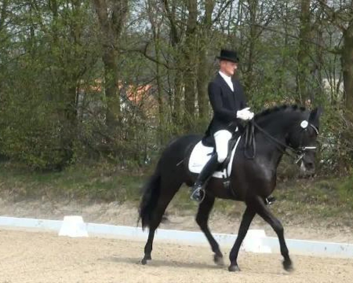 stallion Hosco de la Luz (Pura Raza Espanola (PRE), 2003, from Joropo)