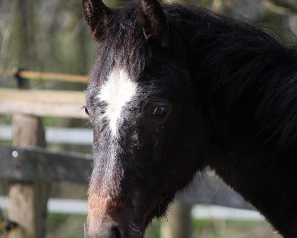 Springpferd Lexanos (Oldenburger, 2011, von Levisonn 208 FIN)