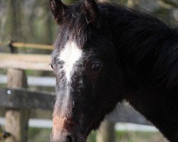 Pferd Lexanos (Oldenburger, 2011, von Levisonn)