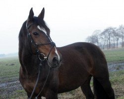 broodmare Rineya (Oldenburg, 1994, from Rouletto)