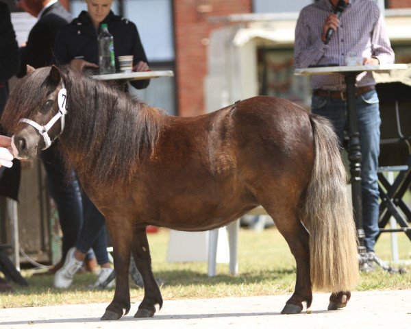 Zuchtstute Esprit vom Emmerblick (Shetland Pony (unter 87 cm), 2019, von Halstock Gabanna Bear)