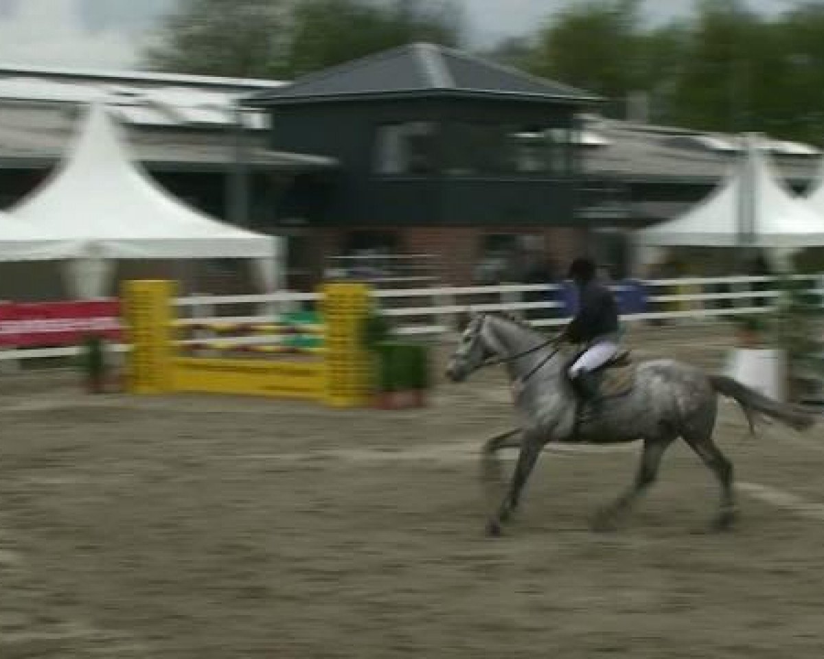 Pferd Carat 114 (Holsteiner, 2007, von Colman)