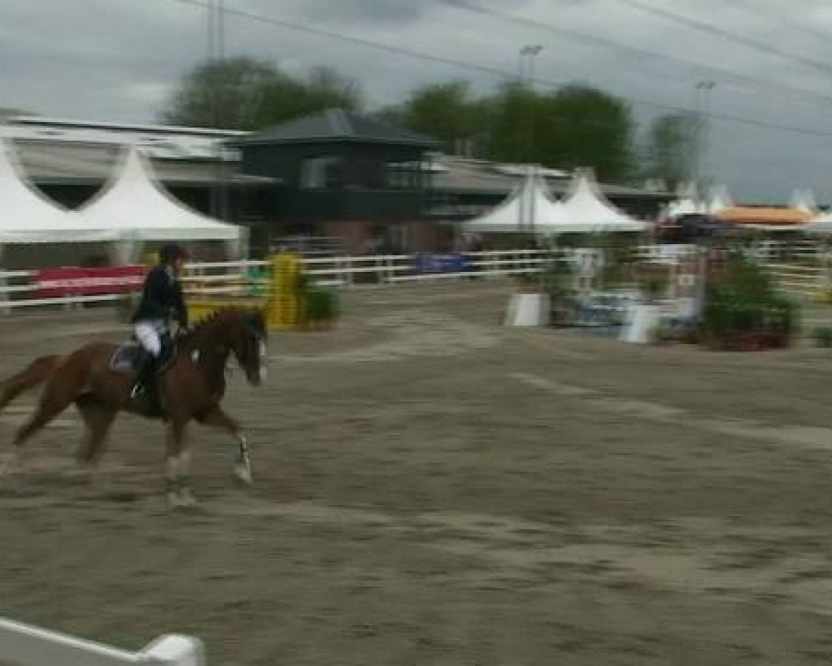 Zuchtstute Loddy (Westfale, 2007, von Lupicor)