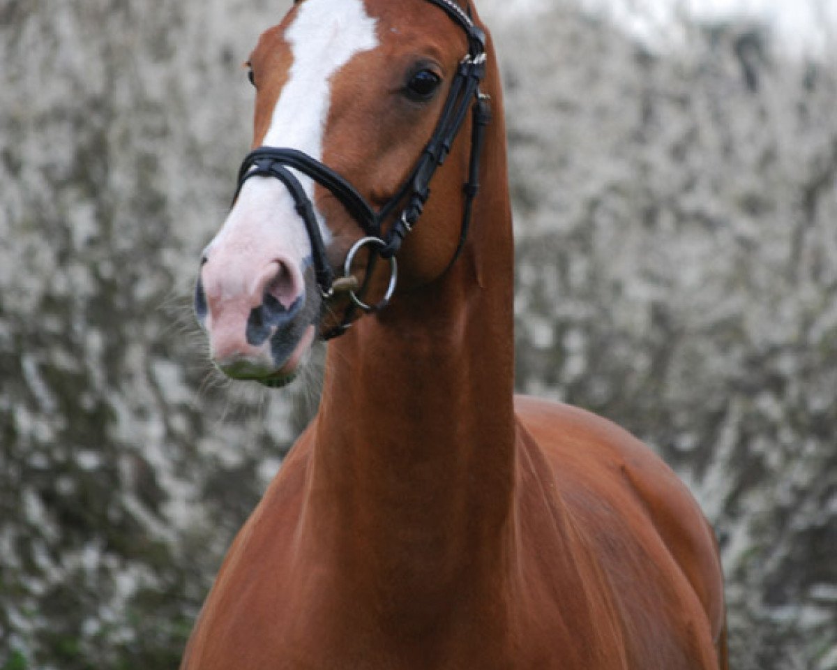 broodmare Lightning Colour (Oldenburg, 2007, from Lingh)