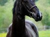 broodmare Girl Balou (Oldenburg, 2003, from Balou du Rouet)