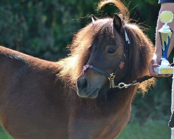 broodmare Tsambikas Bluna (Dt.Part-bred Shetland pony, 2011, from Lord Louis)