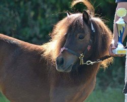 Pferd Tsambikas Bluna (Dt.Part-bred Shetland Pony, 2011, von Lord Louis)