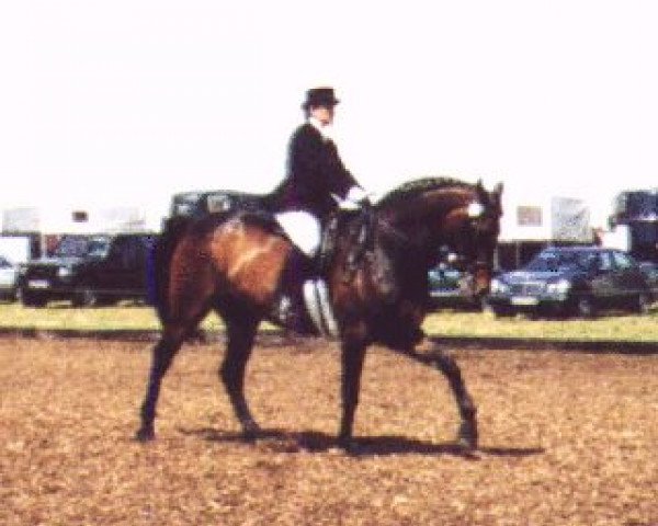 Pferd Warlock 7 (Hannoveraner, 1980, von Wendekreis)