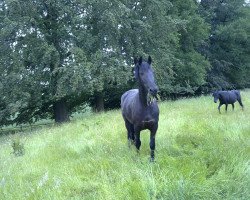 broodmare Tschantal von Marschhorst (Friese,  )