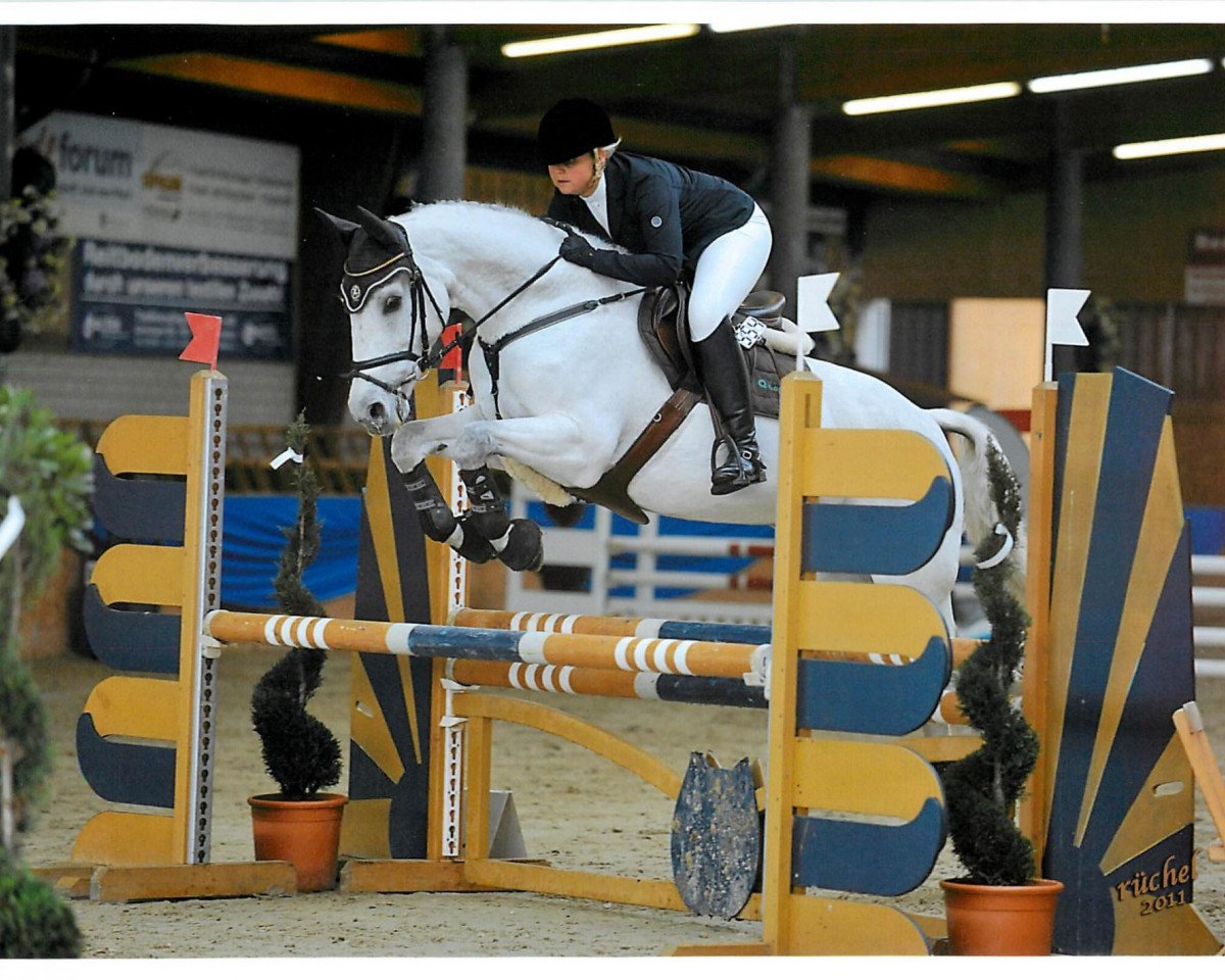 broodmare Comme ci commeca (KWPN (Royal Dutch Sporthorse), 1997, from Concorde)
