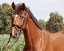 jumper Ontario 123 (Oldenburg show jumper, 2017, from Orlando van de Heffinck)