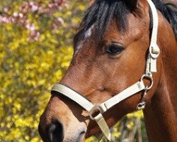 dressage horse Netrebko (German Riding Pony, 2005, from Nabucco R)