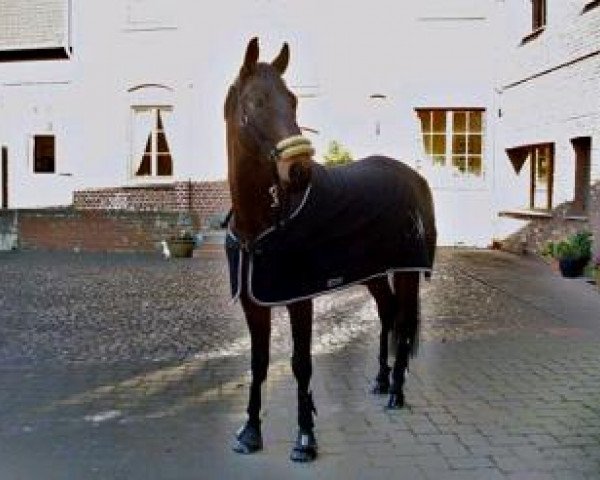 horse Morten (Hanoverian, 2002, from Markus Deak xx)