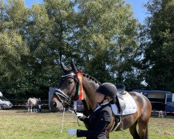 dressage horse Santiano 55 (Hanoverian, 2014, from Sarotti Mocca-Sahne)