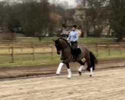 dressage horse Carantessa (Oldenburg, 2014, from Carantas)