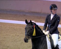 dressage horse Da Rouge (Hanoverian, 2013, from Harmony's Desiderio)