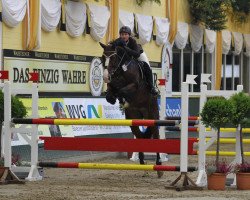 Springpferd Cellin d'Ysieux (Holsteiner, 2004, von Casall)