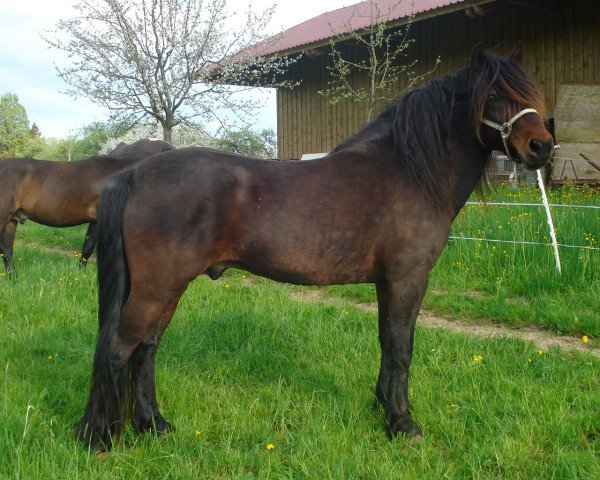 stallion Barut X - Balavac (Bosniak, 2003, from Barut 2147)