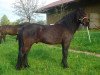 stallion Barut X - Balavac (Bosniak, 2003, from Barut 2147)