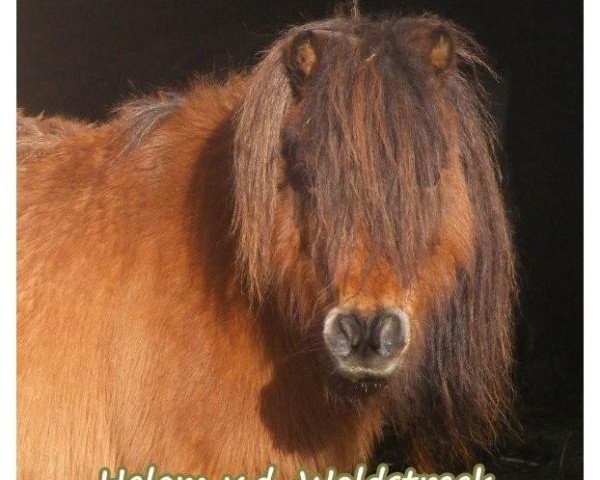 broodmare Helam v.d. Woldstreek (Shetland Pony, 1993, from Donald van de Belschuur)