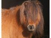 broodmare Helam v.d. Woldstreek (Shetland Pony, 1993, from Donald van de Belschuur)