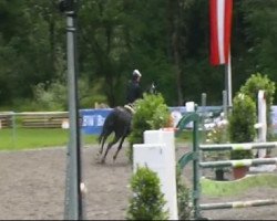 dressage horse Windsor 535 (Hanoverian, 2000, from Wolkentanz I)