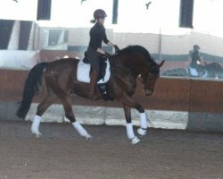 dressage horse Cornicio (Oldenburg, 2004, from Con Capitol)