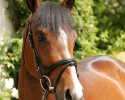 Springpferd Valido (Deutsches Reitpony, 2007, von Viscount)