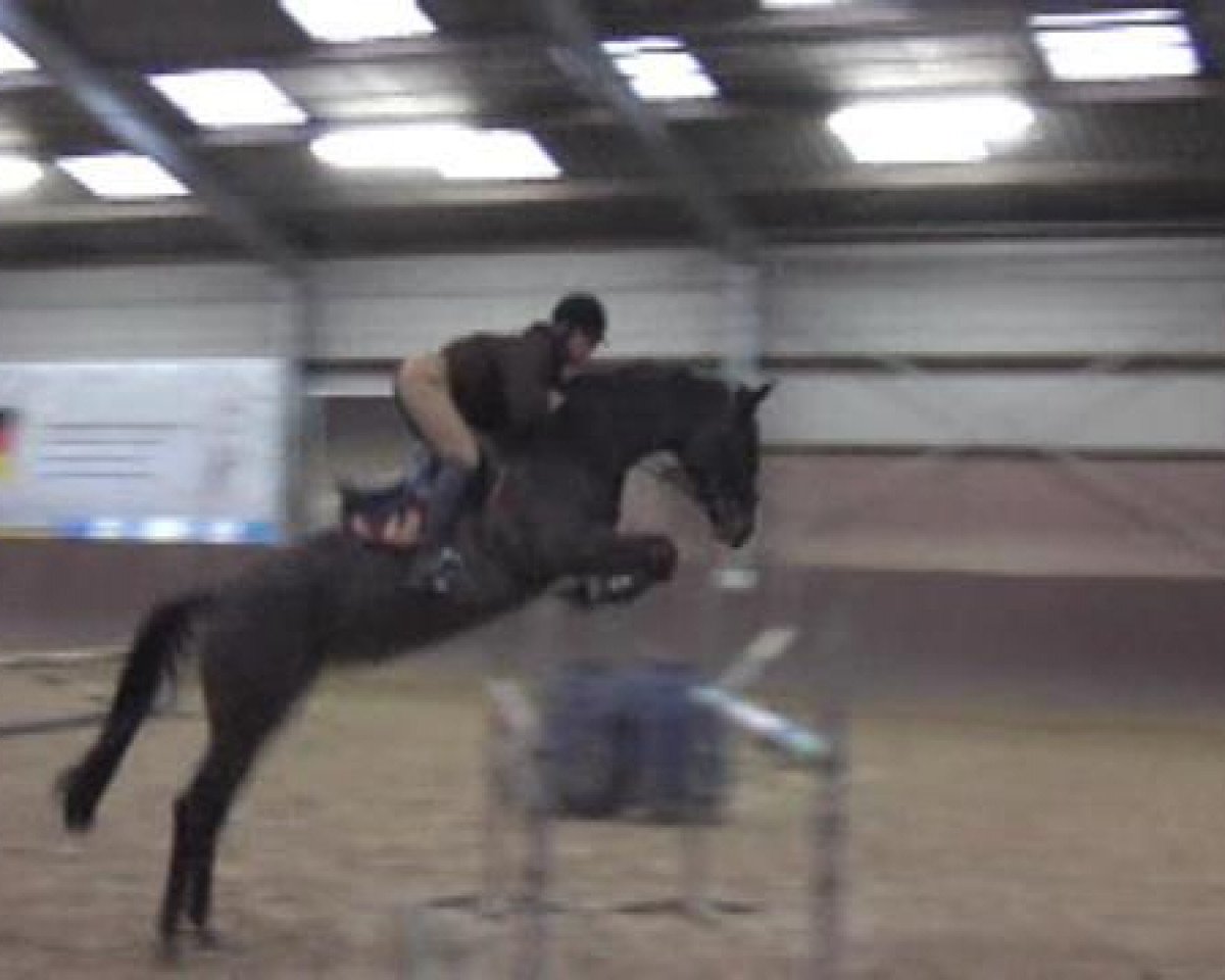broodmare Alegria (Bavarian, 2006, from Stedinger)