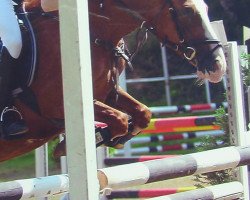 jumper Mastino (German Riding Pony, 2001, from Medoc)