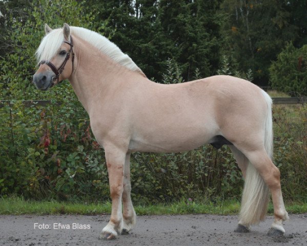 Pferd Linus Frølunde (Fjordpferd, 2018, von Model Skovå)