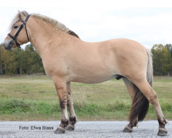 horse Garm (Fjord Horse, 2019, from Trollfin)