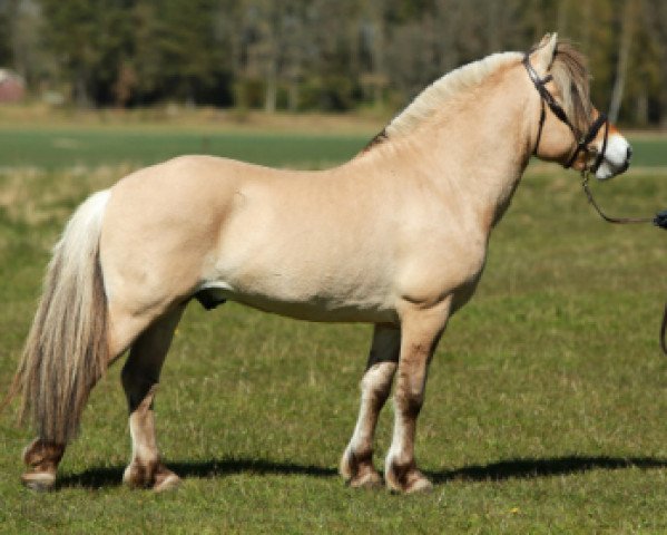 Deckhengst Gaston (Fjordpferd, 2013, von Gandalf)