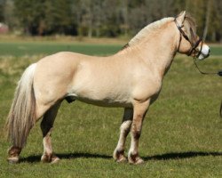 stallion Gaston (Fjord Horse, 2013, from Gandalf)