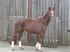 dressage horse Fleur 383 (Westphalian, 2007, from Florencio I)