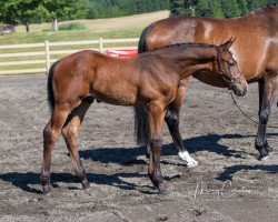 horse Le Incredible WT (Oldenburg show jumper, 2020, from Wt Leapfrog)