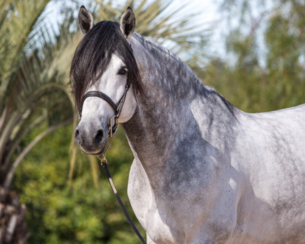 stallion Wt Leapfrog (Holsteiner, 2011, from Liocalyon)