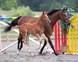 horse Delphi WT (Oldenburg show jumper, 2021, from Wt Leapfrog)