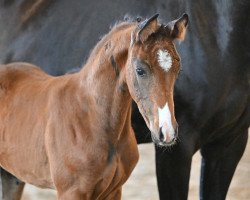 Dressurpferd Filoumina Gold (Deutsches Sportpferd, 2022, von For Gold OLD)