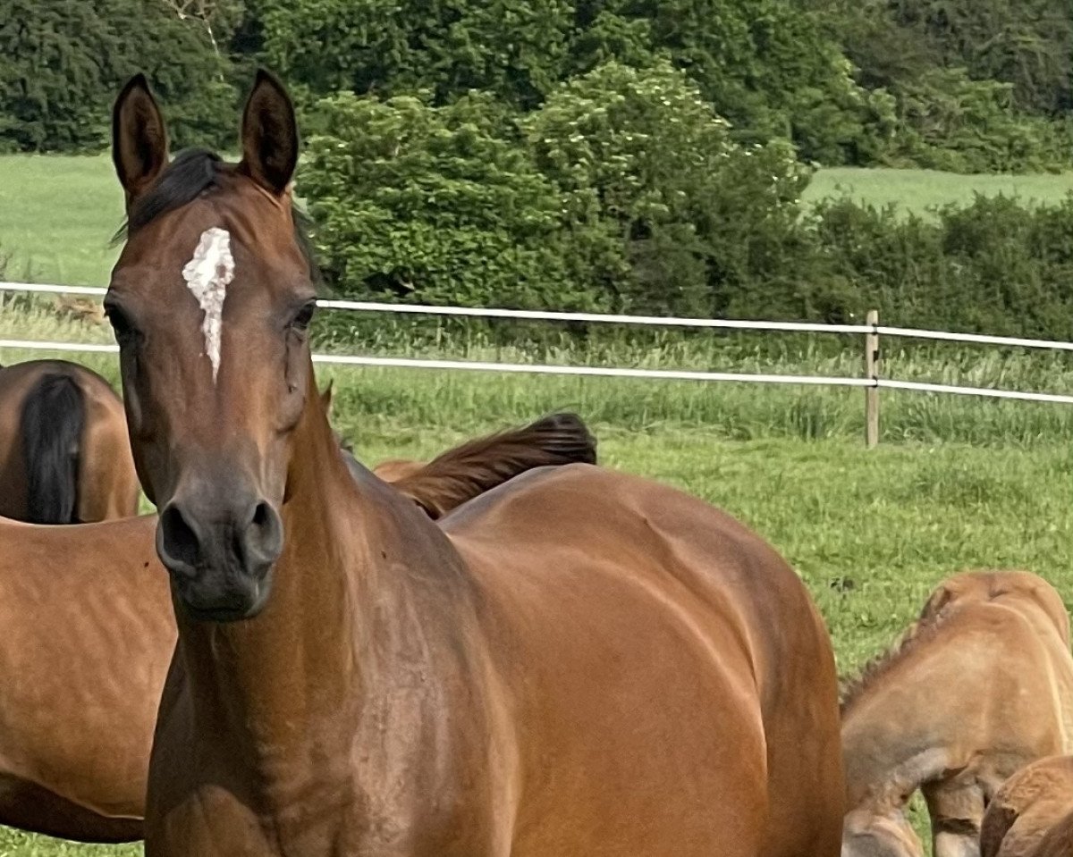 Zuchtstute Morwhanna F (Vollblutaraber,  , von Piligrim 1991 ox)