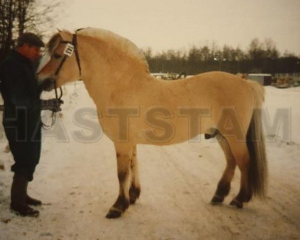 stallion Lyre 66 SWE (Fjord Horse, 1971, from Veimar)