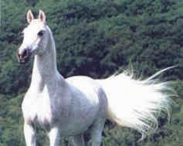 broodmare Passionate ox (Arabian thoroughbred, 1976, from El Paso ox)