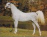 broodmare Dagmara ox (Arabian thoroughbred, 1970, from Negatiw 1945 ox)