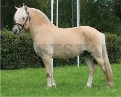 horse Lexus (Fjord Horse, 2006, from Romeo's Cabri)