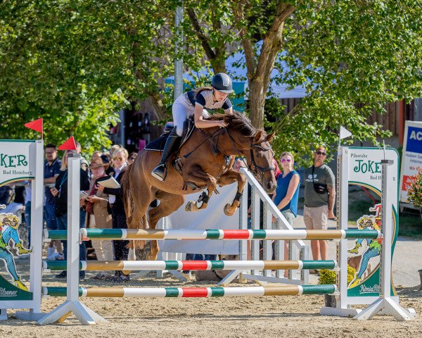 jumper Amber Rose 8 (German Riding Pony, 2018, from Steendieks Dali Gold)