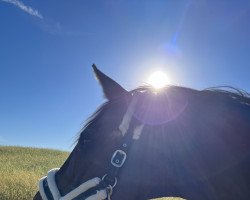 broodmare Callie (American Warmblood, 1996, from Galapard 9038)