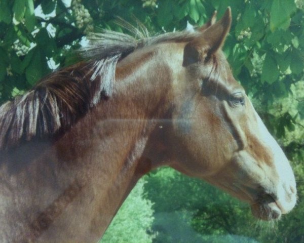 dressage horse Dux 274 (Mecklenburg, 2000, from Duros 3471)