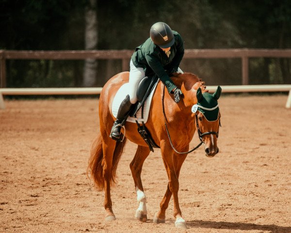 broodmare Phoebe (Swedish Warmblood, 2007, from Briar)