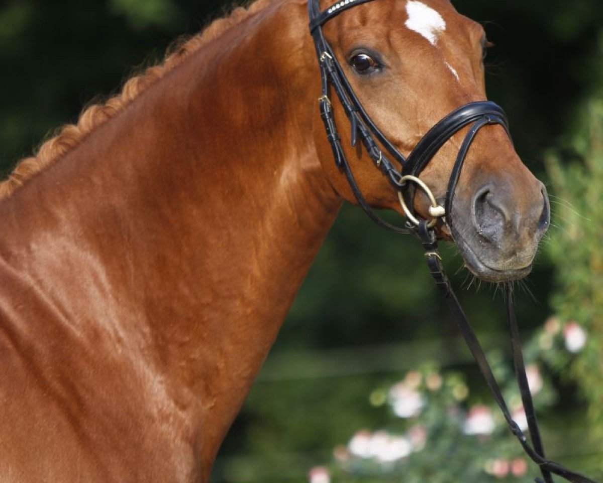 dressage horse Release (Württemberger, 2004, from Royaldik)
